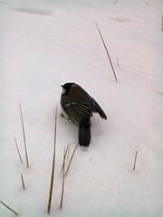 Parus major