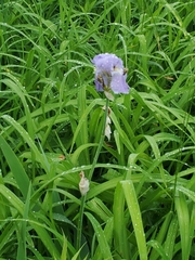 Iris pallida