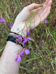 Clarkia biloba brandegeeae