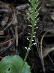 Malaxis maianthemifolia