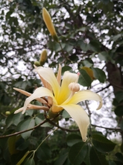 Ceiba chodatii