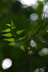 Vincetoxicum monticola