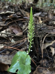 Malaxis maianthemifolia