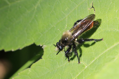 Laphria janus