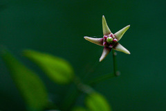 Vincetoxicum monticola