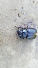 Lucanus placidus