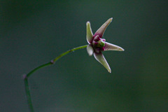 Vincetoxicum monticola