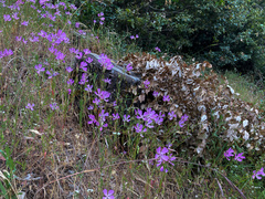 Clarkia biloba brandegeeae