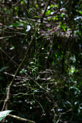 Vincetoxicum monticola