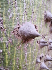 Ceiba chodatii