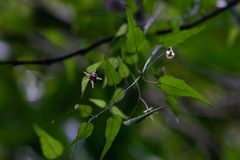 Vincetoxicum monticola