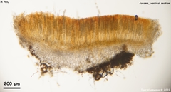 Ramsbottomia asperior