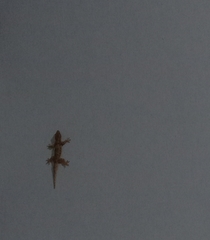 Hemidactylus platyurus