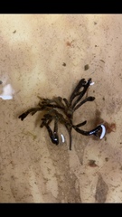 Cladostephus spongiosus