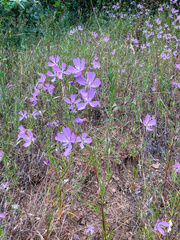 Clarkia biloba brandegeeae