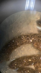 Cladostephus spongiosus