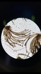 Cladostephus spongiosus