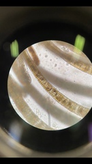 Cladostephus spongiosus