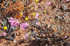 Levenhookia leptantha