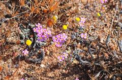 Levenhookia leptantha