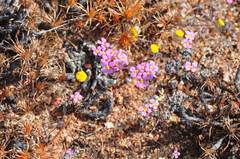 Levenhookia leptantha