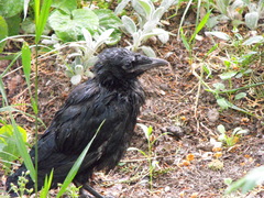 Corvus frugilegus