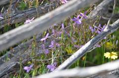 Thysanotus manglesianus