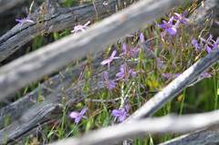 Thysanotus manglesianus