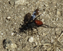 Priocnemis