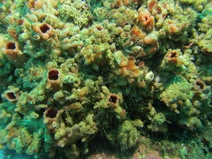 Pyura chilensis