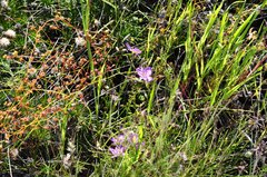 Thysanotus manglesianus