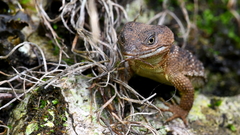 Xenosaurus platyceps