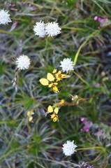 Diuris laxiflora