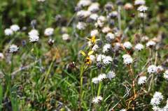 Diuris laxiflora