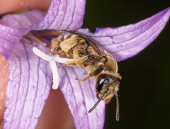 Melitta haemorrhoidalis