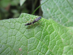 Myrmarachne inermichelis