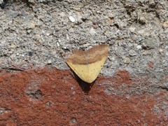 Lepidoptera