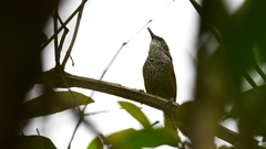 Pheugopedius maculipectus