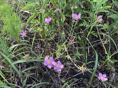 Sabatia campestris