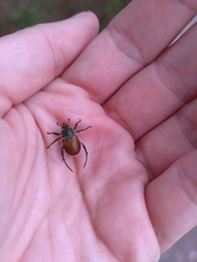 Chaetopteroplia segetum