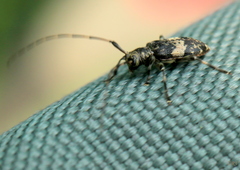 Leiopus linnei