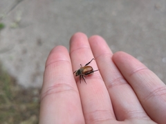 Chaetopteroplia segetum