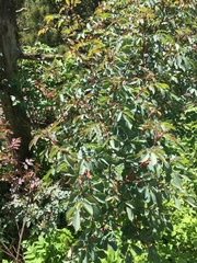 Rosa glauca