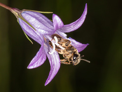 Melitta haemorrhoidalis