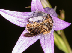 Melitta haemorrhoidalis