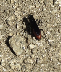 Priocnemis