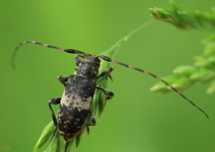 Leiopus linnei