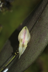 Lepanthes dunstervilleorum