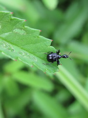 Compsapoderus erythrogaster