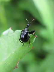 Compsapoderus erythrogaster